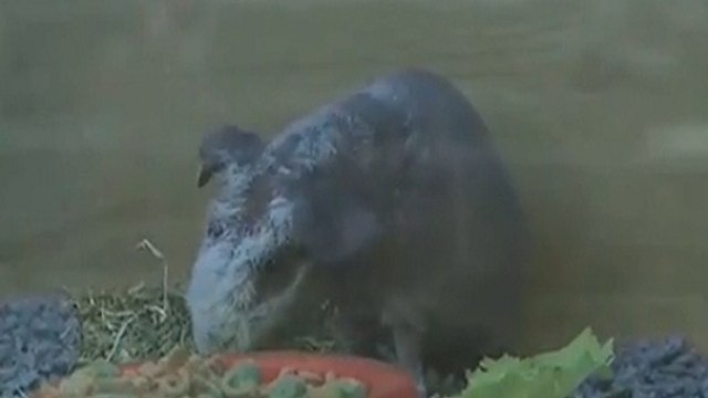 Le cochon d'Inde sans poils : Nouvelle coqueluche des britanniques