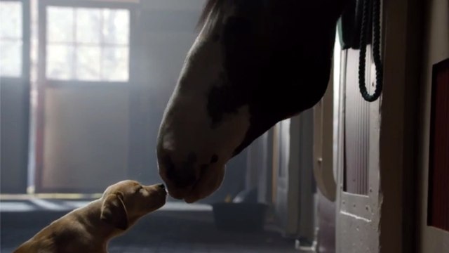Puppy Love, la publicité émouvante de Budweiser pour le Superbowl 2014