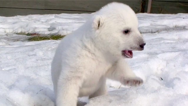 Regardez les premiers pas dans la neige d'un ourson polaire au Zoo de Toronto