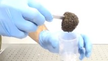 Cette boule est formée par plus de 8000 fourmis de feu !