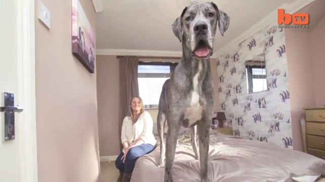 Découvrez Freddy, le plus grand chien de Grande-Bretagne et bientôt du monde ?