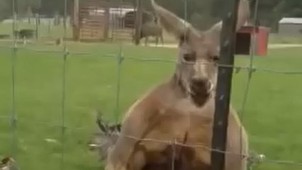 Ce kangourou a le corps que tous les hommes rêvent d'avoir