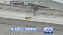 Rickey Young sauve la vie d'un chien pris au piège sur une autoroute