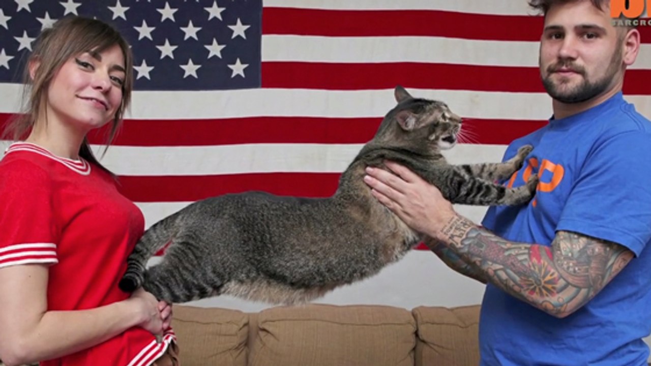 Découvrez Pickles, un des plus gros et grands chats du monde