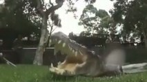 L'intérieur des terrifiantes mâchoires d'un crocodile filmé grâce à une caméra embarquée !
