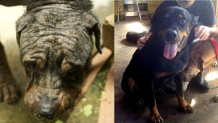 L'incroyable transformation de Tiny, un Rottweiler abandonné qui a repris goût à la vie