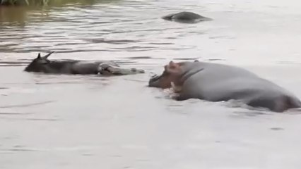 Un hippopotame défie un crocodile pour protéger un gnou
