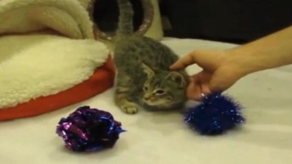 Mercury, un petit chat découvert avec deux pattes coupées, devient une star sur internet