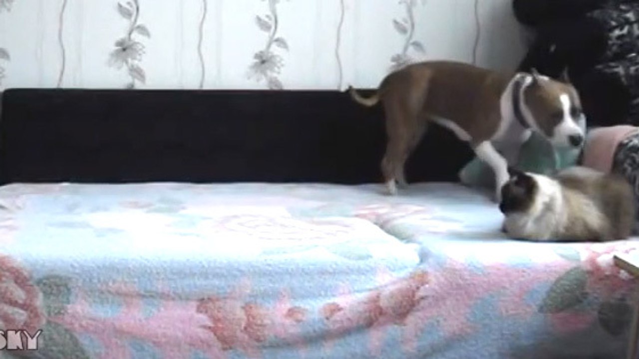 Découvrez ce que fait ce chien sur le lit de sa maitresse une fois seul à la maison !