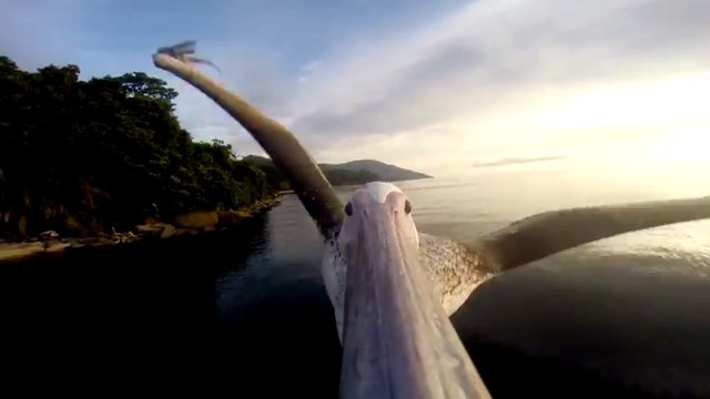 Abandonné par sa famille, ce pélican a appris à voler grâce aux humains