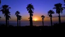88.Free 4K Miami Sunset nature Palm trees loop - No Copyright Stock Video background