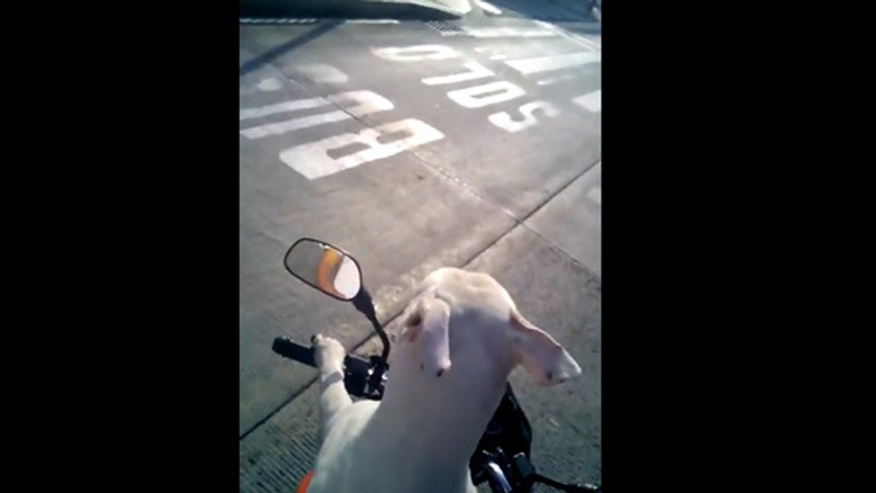 Ce chien conduit une moto en Colombie sans l'ai...
