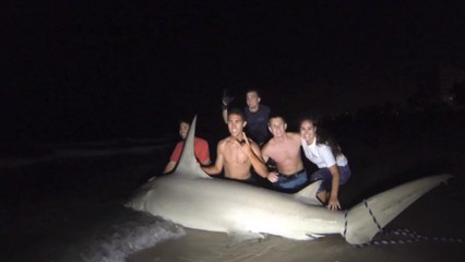 Ils réussissent à pêcher un requin de 320 kilos