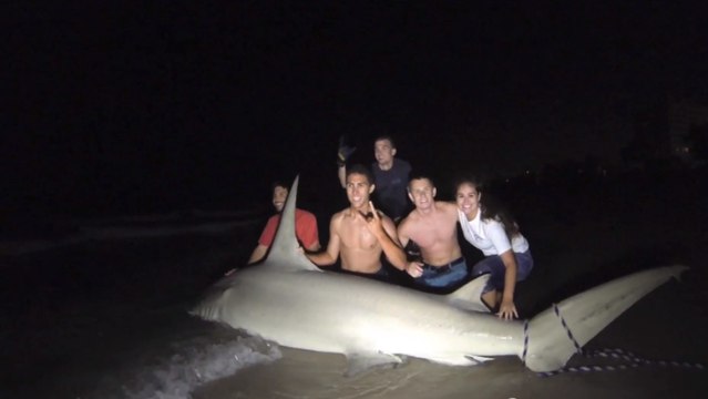 Ils réussissent à pêcher un requin de 320 kilos