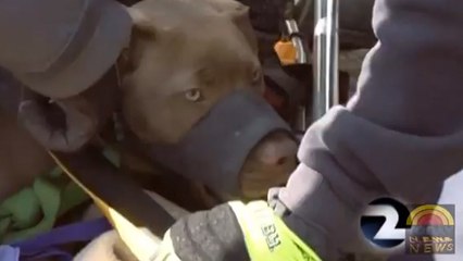 L'extraordinaire sauvetage de Mia, un pitbull tombé en bas d'une falaise