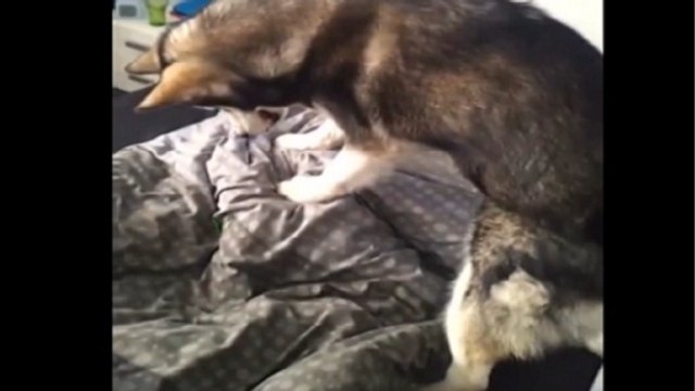 Regardez cet homme se faire réveiller violemment par son chien