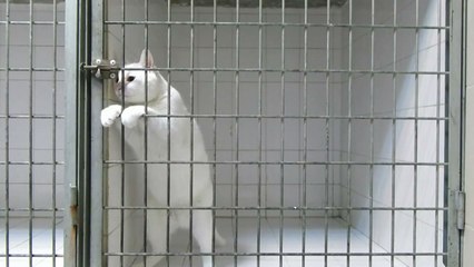 Découvrez comment ce chat roi de l'évasion parvient à sortir de sa cage !