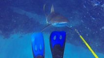 Un plongeur se fait attaquer par un requin en pleine mer des Caraïbes