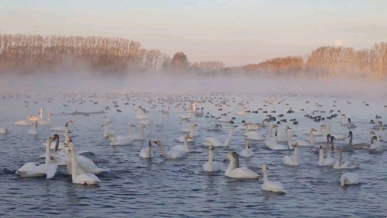 Lac Svetloe, l'incroyable ''lac des cygnes'' de Sibérie qui ne gèle jammais