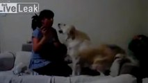 Ce chien vole au secours d'un enfant que sa mère fait semblant de frapper