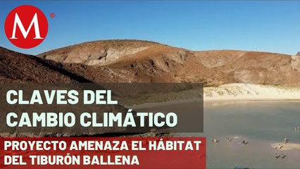 Proyecto en el puerto de Pichilingue en BCS, amenaza el hábitat del tiburón ballena