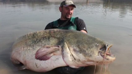 Il pêche un incroyable poisson-chat de 100 kilos !
