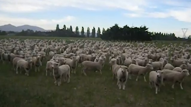 Ces moutons répondent à leur maître de manière très étonnante