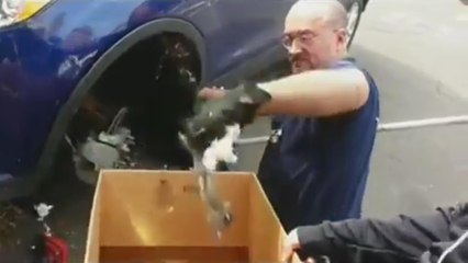 Il découvre un nid d'écureuils dans l'aile de sa voiture neuve