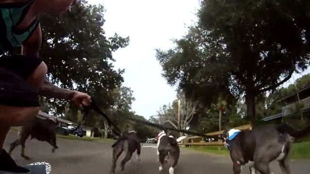 Découvrez le skate-dog, l'art de faire du skate avec des chiens