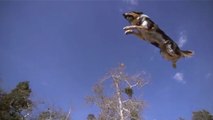 Découvrez Jumpy, le chien pro du Parkour