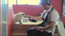 Découvrez comment les chats réagissent aux tours de magie