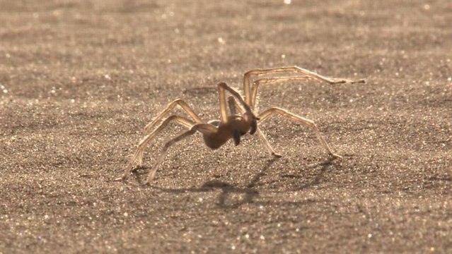 ''Araignée gymnaste'' : une nouvelle espèce d'araignée découverte au Maroc
