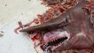 Sans le vouloir, Carl Moore pêche un requin-lutin, l'un des plus rares du monde