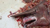 Sans le vouloir, Carl Moore pêche un requin-lutin, l'un des plus rares du monde