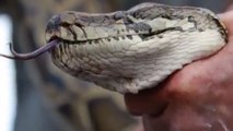 Hong Kong : Courtney Link attaque un python à mains nues pour sauver son chien