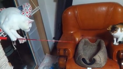 Ce chat sait comment utiliser une canne à pêche !