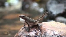 ''Grenouille-danseuse'' : une nouvelle espèce de grenouille découverte
