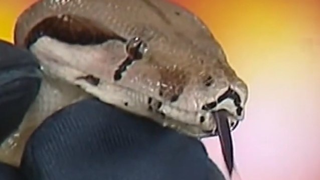 Drôme : une famille retrouve un boa constrictor dans son jardin