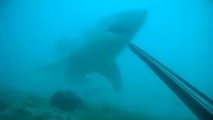 Floride : un grand requin blanc menace un plongeur