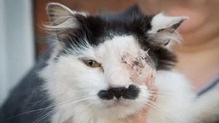Ce chat a été torturé parce qu'il ressemble à Adolf Hitler !