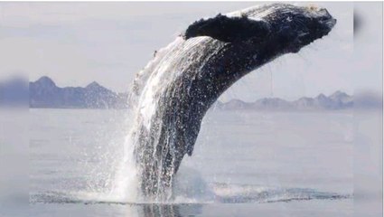 L'incroyable geste de remerciement d'une baleine sauvée de la mort