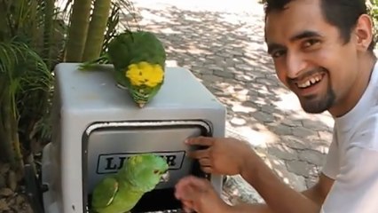 Le cri de ces perroquets ressemble à un rire de femme !