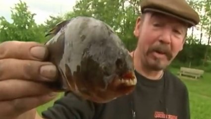 Un piranha pêché dans un lac des Vosges !