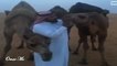 Arabie Saoudite : pour s'opposer au gouvernement, les paysans embrassent leurs chameaux !