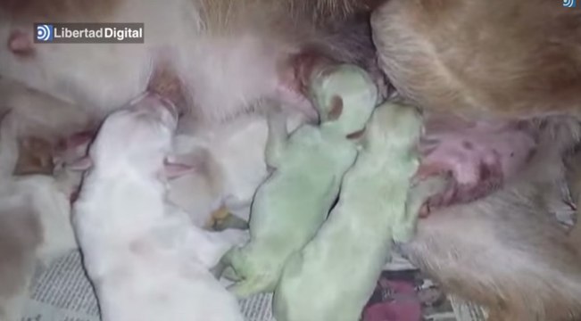 Deux chiens nés verts surnommés les chiots Hulk