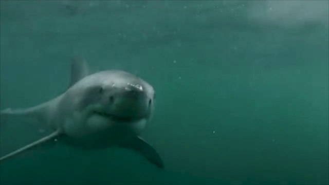 Australie : Après avoir plongé d'un pont, un homme se fait attaquer par un requin
