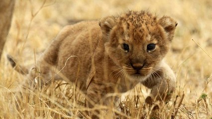 Russie : un lionceau sème la panique dans un train en marche