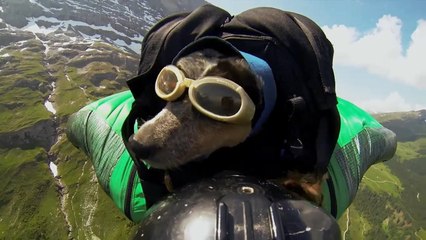 L'incroyable base jump d'un chien avec son maître