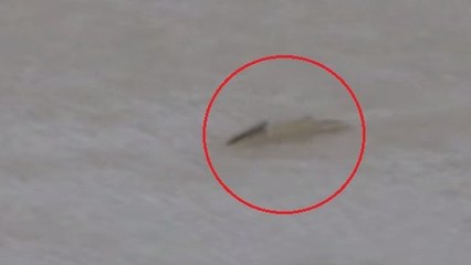 Royaume-Uni : Une femme photographie un crocodile sur la rivière Avon à Bristol