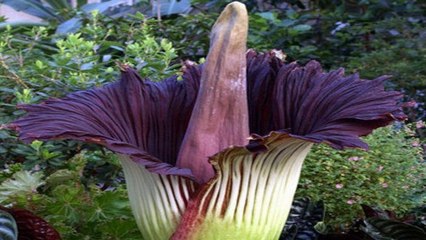 Baptisée Titan Arum, la fleur qui sent le plus mauvais vient enfin d'éclore